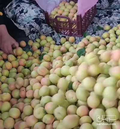 فروش زردآلو تخم مرغی