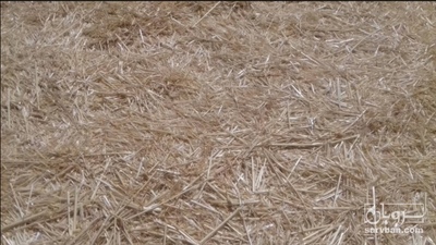 فروش کاه گندم