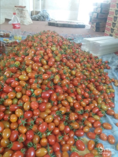 فروش گوجه فرنگی زیتونی