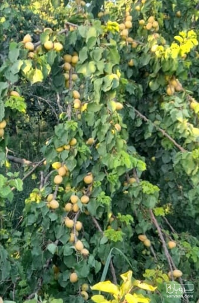 فروش زردآلو