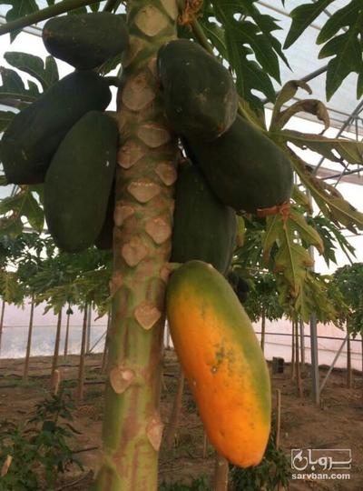 فروش پاپایا