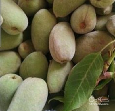 فروش بادام تازه