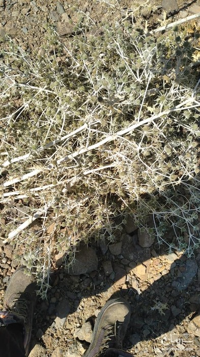 فروش بوقناق