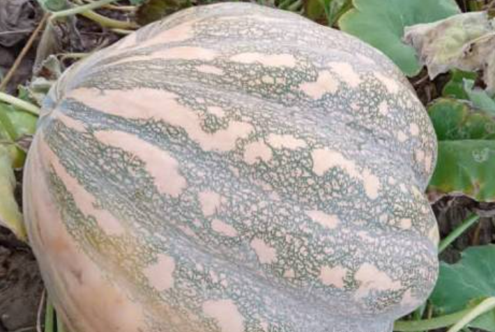 فروش کدو عمانی