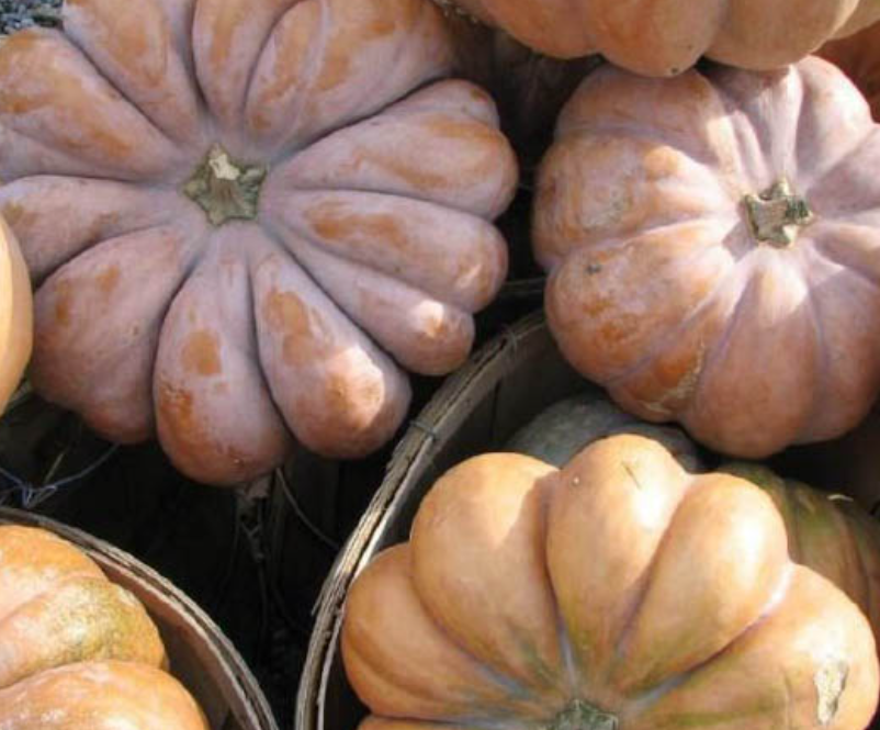 فروش کدو انجیری