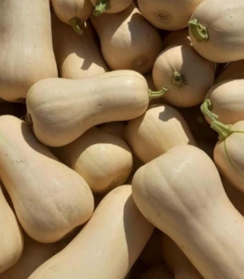 فروش کدو ساکاتا