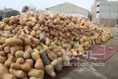 فروش کدوحلوایی