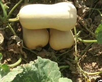 فروش کدو ساکاتا