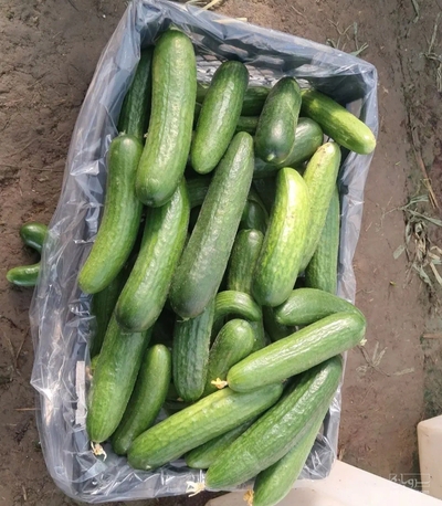 فروش خیار