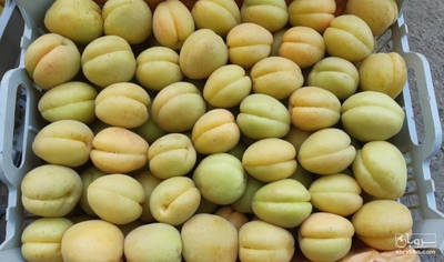 فروش زردآلو عسگرآبادی