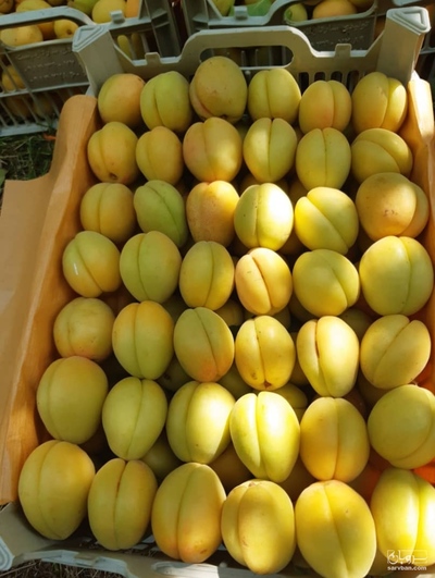 فروش زردآلو عسگرآبادی صادراتی