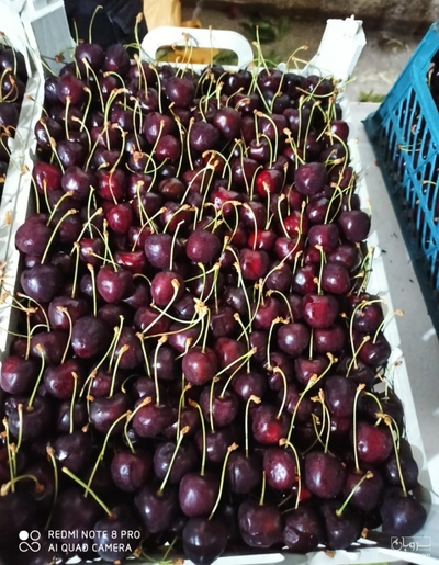 فروش گیلاس تکدانه صادراتی