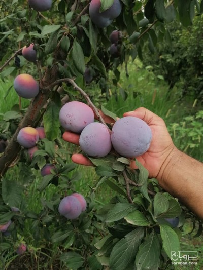 آلو شابلون اختری