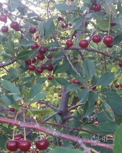 فروش گیلاس