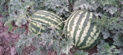 فروش هندوانه گرد