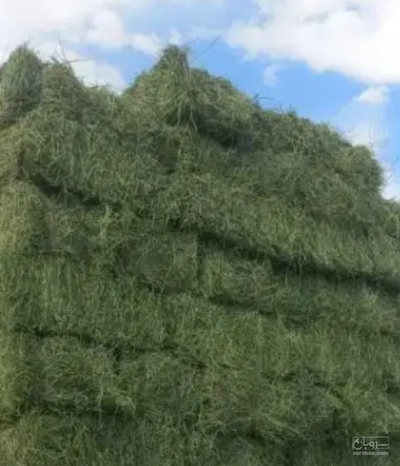 فروش یونجه