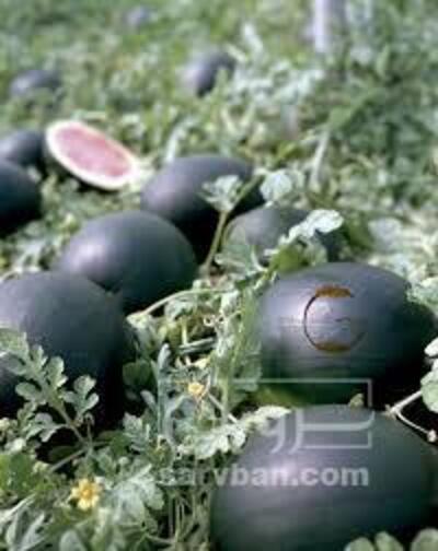 فروش هندوانه گردسیاه