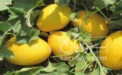 فروش خربزه