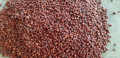 فروش میوه گل نسترن