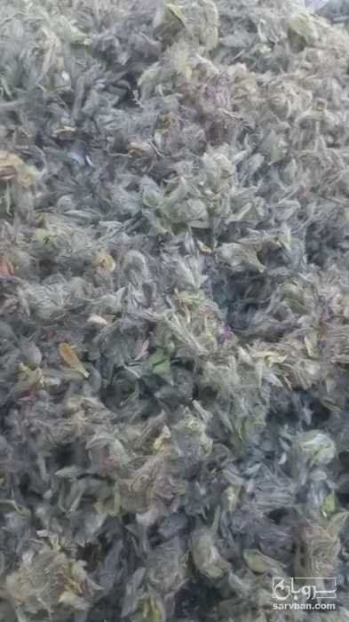 فروش چای کوهی