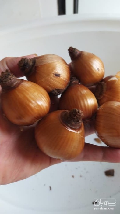 فروش پیاز انواع گل و گیاه زینتی