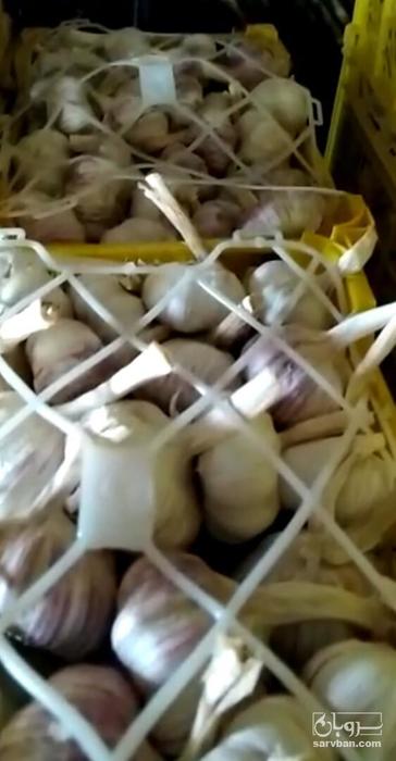 فروش سیر خشک