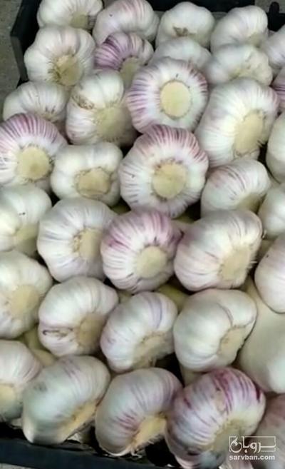 فروش سیر تر