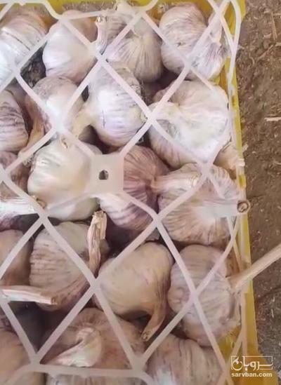 فروش سیر خشک قرمز