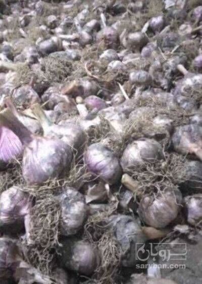 فروش سیر تازه ضایعاتی