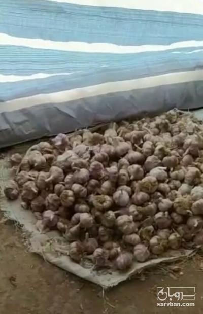 فروش سیر خشک قرمز