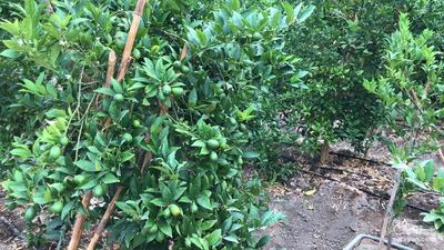 فروش لیموترش