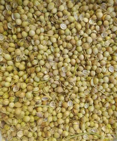 فروش تخم گشنیز