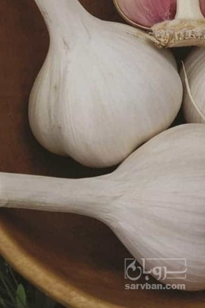 فروش سیر خشک سفید