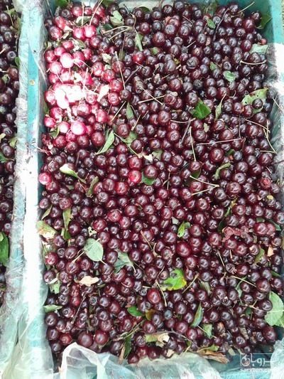 فروش آلبالو رسمی