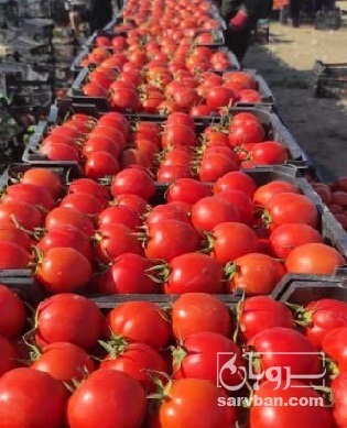 فروش گوجه فرنگی 8320