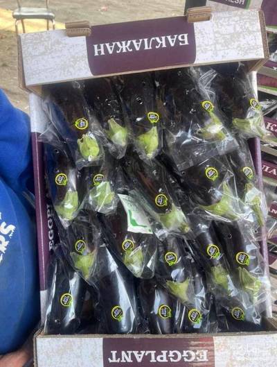 فروش بادمجان