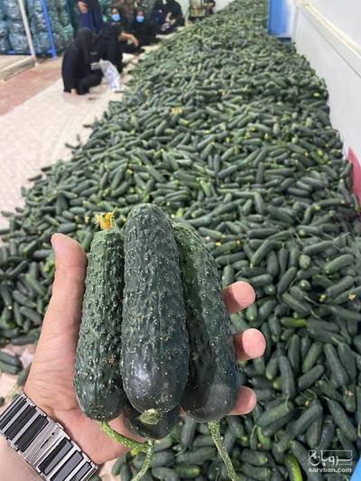 فروش خیار خاردار