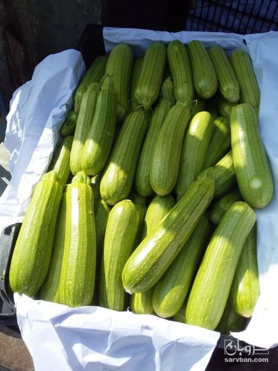 فروش کدو  سبز