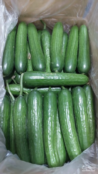 فروش خیار گلخانه