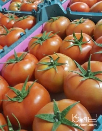 فروش گوجه فرنگی دافنیس