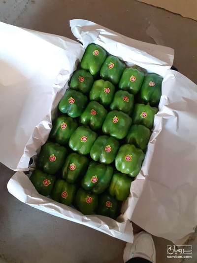 فروش فلفل دلمه ای سبز