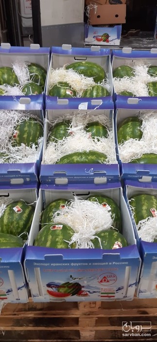 فروش هندوانه بیضی خط دار