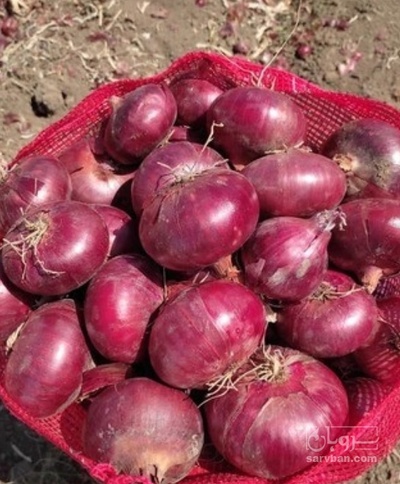 فروش پیاز قرمز