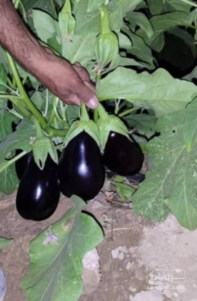 فروش بادمجان هوای ازاد