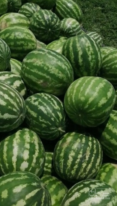 فروش هندوانه گرد