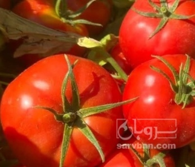 فروش گوجه فرنگی بروبیو