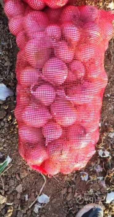 فروش پیاز سفید