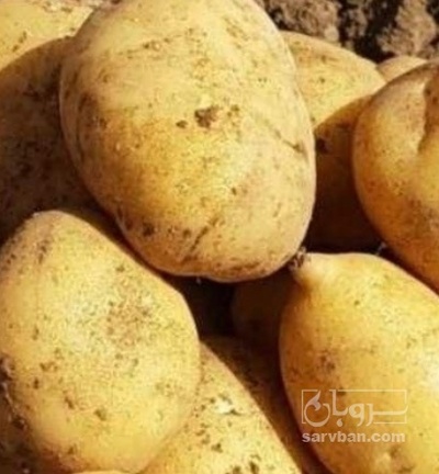 فروش سیب زمینی بامبا
