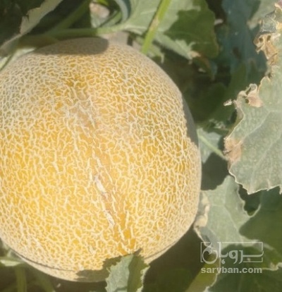 فروش ملون داکاتا