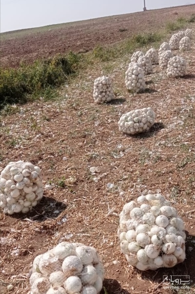 فروش پیازسفید